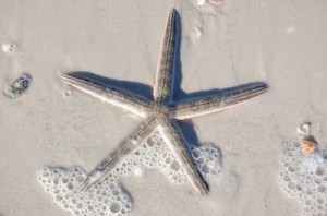Starfish