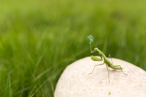 Praying Mantis