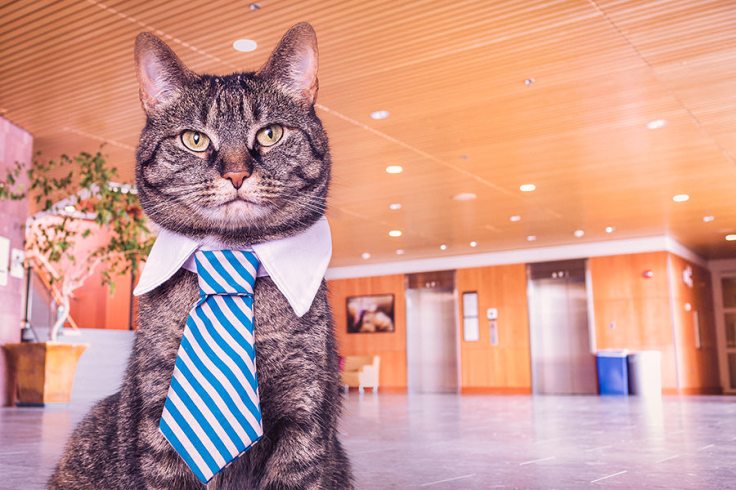 Corporate Cat