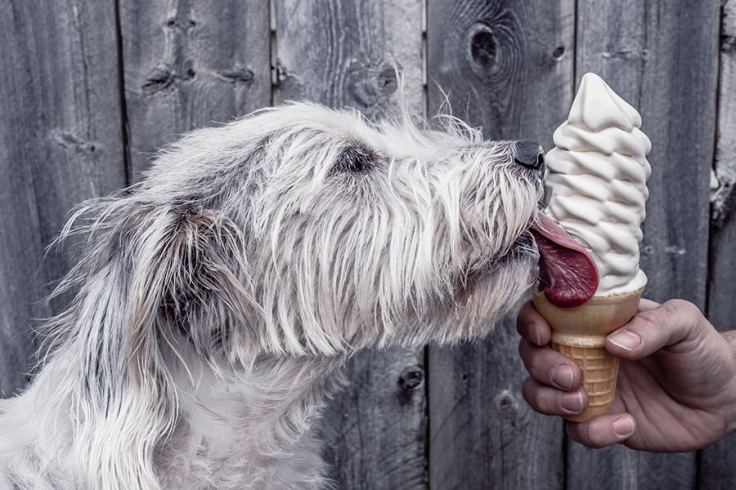 Dog and Ice Cream.jpg