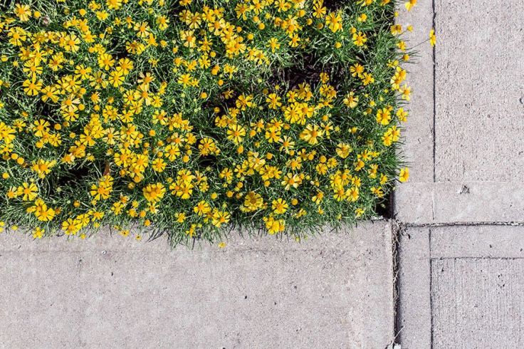 Flowers in Concrete
